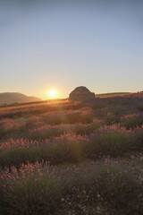 Round stone hut in lavender fields in the provence in France, Europe