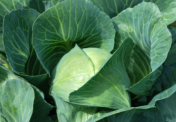 Sprouts of cabbage in leaves