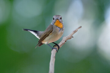 Brown bird with golden feathers on its chin perching on thin branch over bright green background in nature, taiga flycatcher