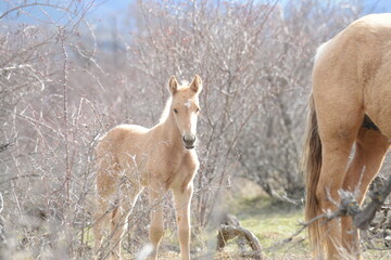 herd of horses