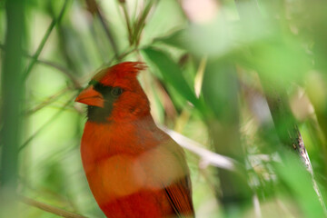 Close up Cardinal Bird in a Bush