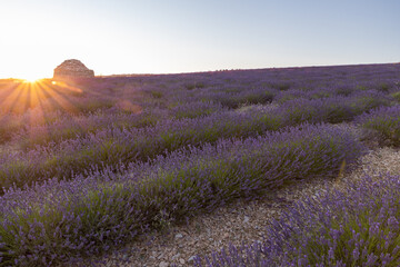 Round stone hut in lavender fields in the provence in France, Europe