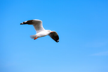 Seagull bird