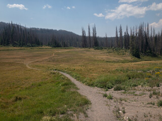 Continental Divide Trail in Rio Grande National Forest