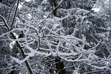 Tree branches covered by snow.