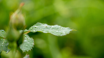 Raindrops on rose leaves, rainy weather in summer