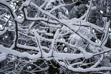 Tree branches covered by snow.