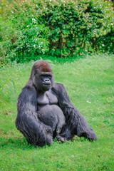 Naklejka premium Lowland Gorilla Silverback Sitting alone in the grass