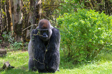 Lowland Gorilla Silverback 