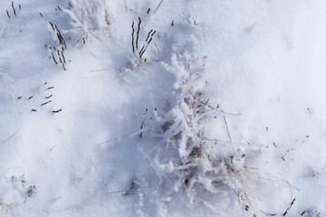 Dry grass covered by snow.