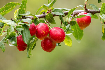Red plums on a tree branch in the garden on a blurred background
