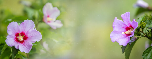 Floral background with hibiscus flowers on blurred background, copy space. Panorama © Volodymyr
