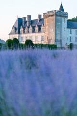 Fototapeta premium Castle and violet colours of plants, French Gardens, Ecological gardening, Villandry Castle, Villandry, Indre-et-Loire Department, The Loire Valley, France, Europe