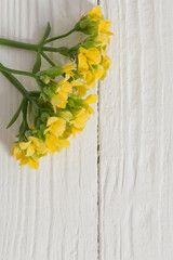 yellow flowers on white wooden background