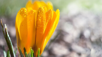 Macrophoto of yellow spring crocuses in the early morning with drops of dew outdoor.