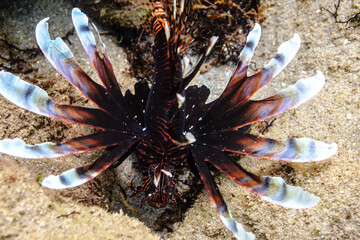 underwater shot of Lionfish in coral reef in ocean