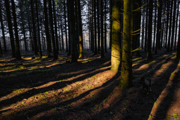 A picture of a pine forest in beautiful early morning light. Tree trunks and green moss contrast with orange leaves on the ground
