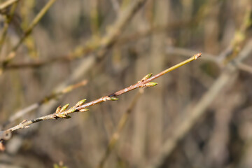 Weeping forsythia