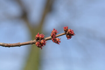 Silver maple