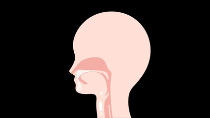 水の嚥下の動画素材_正常