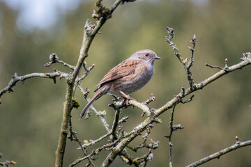 A dunnock, Prunella modularis, perched on a twig during a pause in singing in springtime in southern Britain
