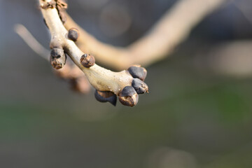Common ash