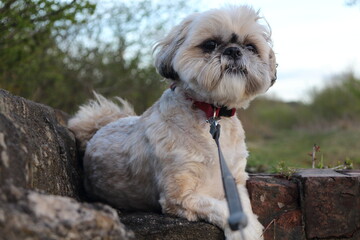 Naklejka na ściany i meble Shih Tzu dog sat posing on a stone wall with woodland in the background.