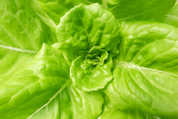 Butterhead Lettuce salad close-up, hydroponic vegetable rganic food leaves background.