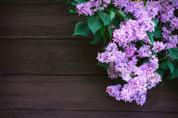 Spring blooming branch of lilac flowers on wooden background