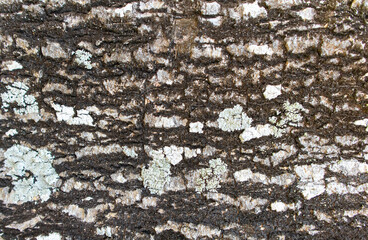 Rough Pattern of Tree trunk background texture.