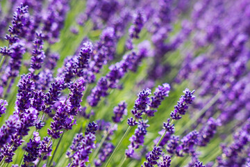 lavender flowers - close up