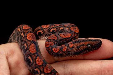 Epicrates cenchria is a boa species endemic to Central and South America. Common names include the rainbow boa, and slender boa.