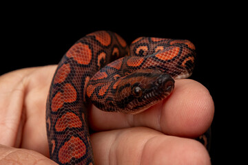 Epicrates cenchria is a boa species endemic to Central and South America. Common names include the rainbow boa, and slender boa.