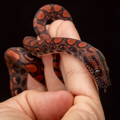 Epicrates cenchria is a boa species endemic to Central and South America. Common names include the rainbow boa, and slender boa.