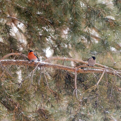 forest birds bullfinches and redpoll on tree branches and feeders