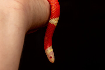 Lampropeltis triangulum, commonly known as the milk snake or milksnake, is a species of kingsnake