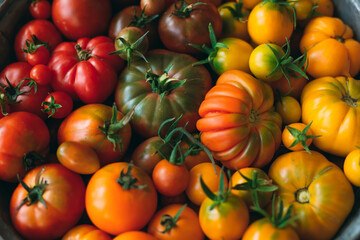 tomatoes of different colors are displayed as a gradient on a dark background.