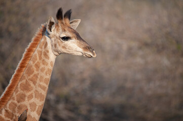 Obraz premium A young Giraffe seen on a safari in South Africa