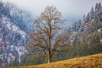 Allgäu - Frühling und Herbst - Schneeschmelze - Baum