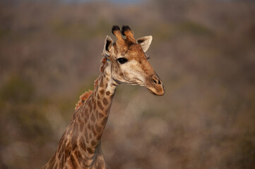 A female Giraffe seen on a safari in South Africa