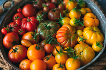 tomatoes of different colors are displayed as a gradient on a dark background.