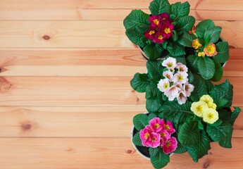 Fototapeta na wymiar Border made of colorful primula flowers on wooden background. Spring Easter background.