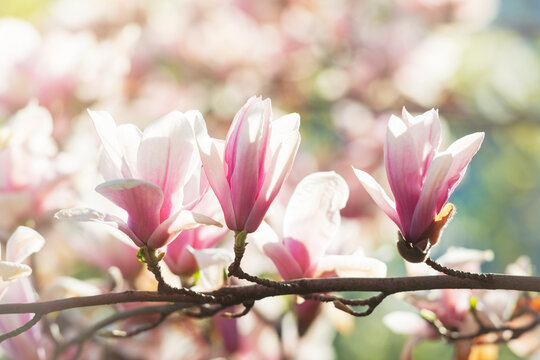 Blooming magnolia flowers © Mny-Jhee