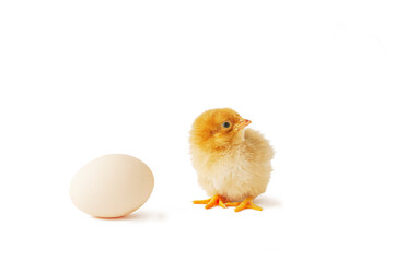 Cute newborn chicken and egg