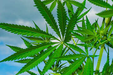 Green cannabis leaves.