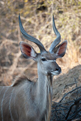 Naklejka na ściany i meble Greater Kudu seen on a safari in South Africa