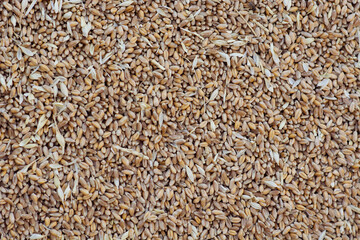 Wheat grains background. Agrarian background for design. Close-up. Place for text