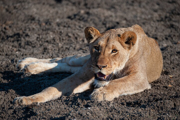 Female Lion seen on a safari in South Africa