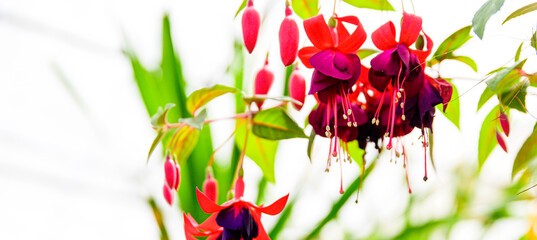 リビングストンデージー花 植物 春 新緑 初夏 香る風景 日本 九州 大分県 撮影地 くじゅう花公園年新緑 Livingstone Daisy Flowers And Plants Spring Fresh Green Early Summer Fragrant Scenery Japan Kyushu Oita Prefecture Kuju Wall