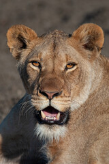 Female Lion seen on a safari in South Africa